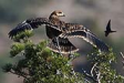  ah kartal / Aquila heliaca / Eastern imperial eagle 